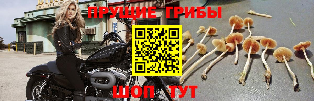 Псилоцибиновые грибы GOLDEN TEACHER Алейск